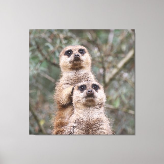 Toile Meerkat 035 (Recto)