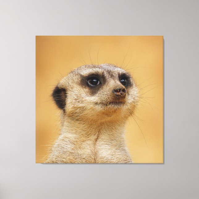 Toile Meerkat 037 (Recto)
