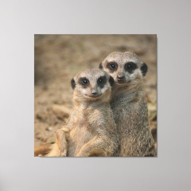 Toile Meerkat 067 (Recto)