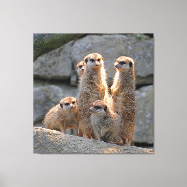Toile Meerkat 110 (Recto)