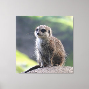 Toile Meerkat_20171101_by_JAMFoto