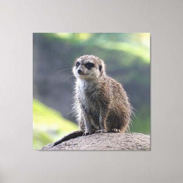 Toile Meerkat_20171101_by_JAMFoto (Recto)