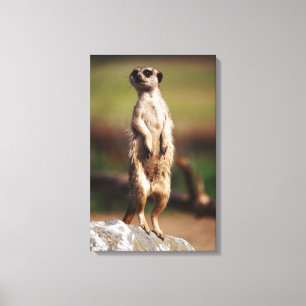 Toile meerkat mince-coupé la queue