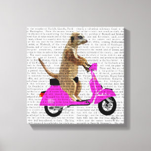 Toile Meerkat sur le vélomoteur de rose