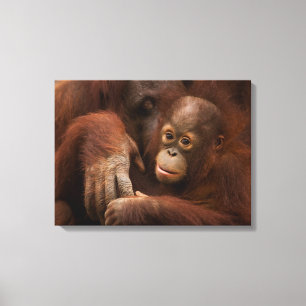 Toile Mère orang-outan et bébé au zoo