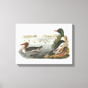 Toile Merganser commun par Audubon