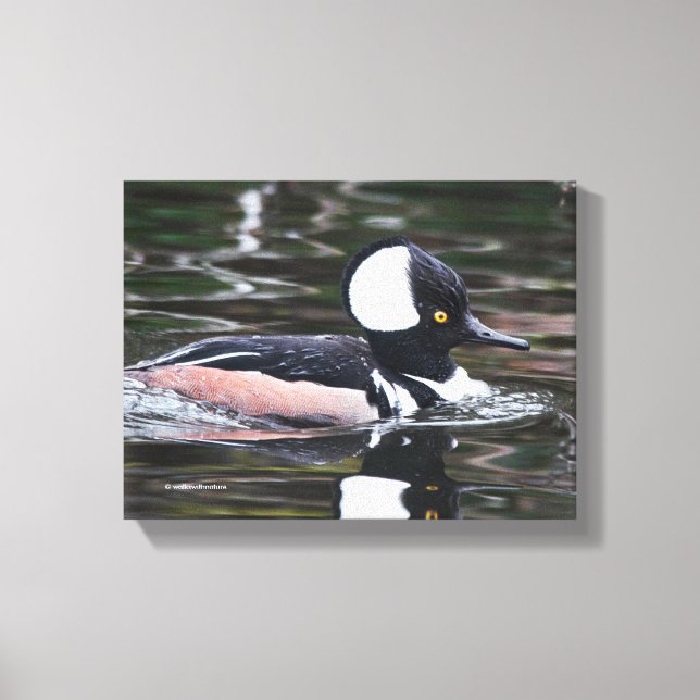 Toile Merganser Merganser Baigné Par (Recto)