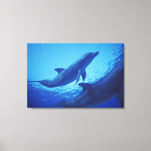 Toile Mexique, Cozumel. Grand dauphin, Tursiops