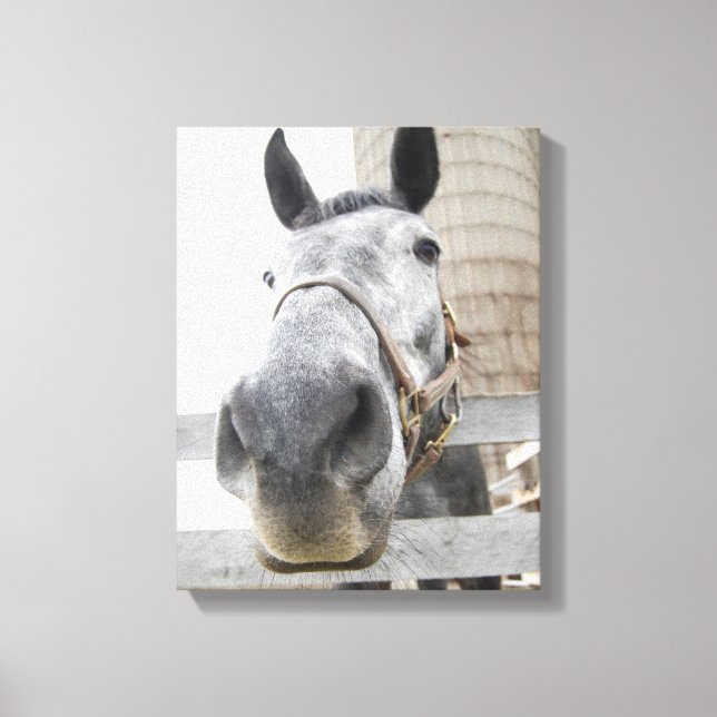 Toile Mignonne Gros plan d'un cheval (Recto)