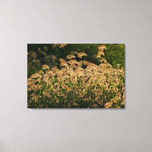 Toile Millet sauvage (Panicum Sp.) poussant dans une zon