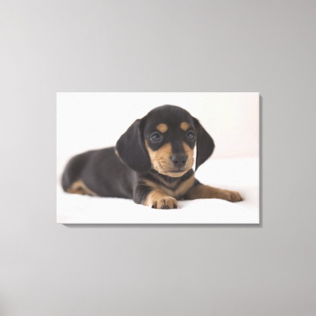 Toile Miniature Dachshund (Recto)