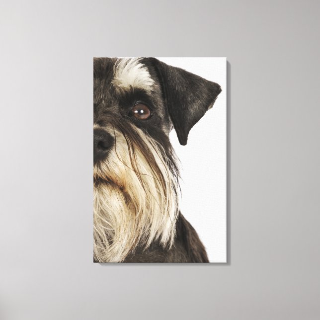 Toile Miniature Schnauzer, studio photo, gros plan (Recto)