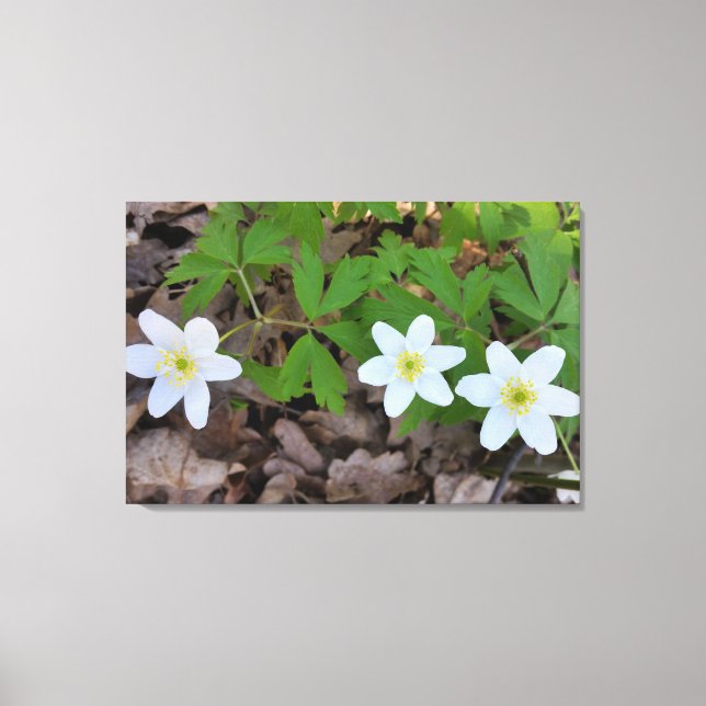 Toile minuscule fleurs blanches (Recto)