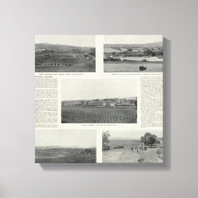 Toile Model Vineyards, Californie (Recto)