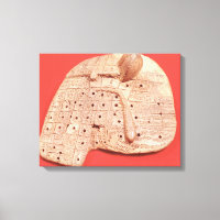 Modèle du foie d'un mouton