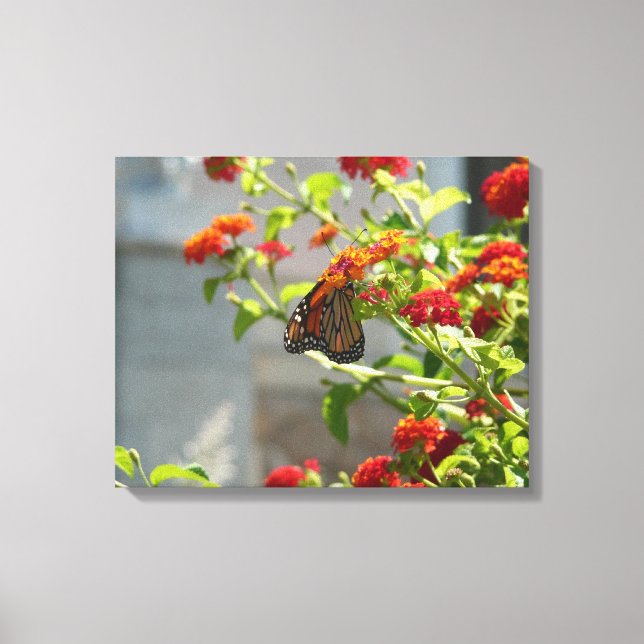 Toile Monarque papillon sur Buddleia rouge (Recto)