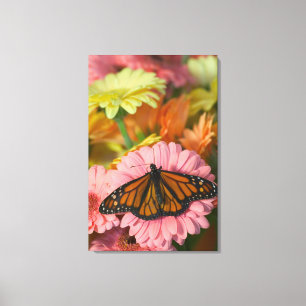 Toile Monarque sur une gerbera  Danaus Plexippus