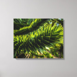 Toile Monkey Puzzle Tree - Photographie d'arbre