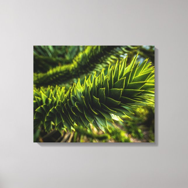 Toile Monkey Puzzle Tree - Photographie d'arbre (Recto)