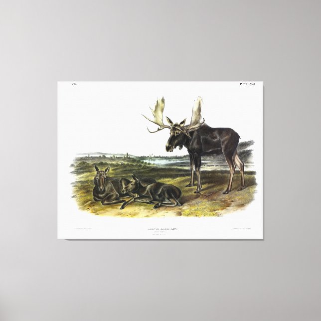Toile Moose Deer (Moose - Alces alces) par Audubon (Recto)