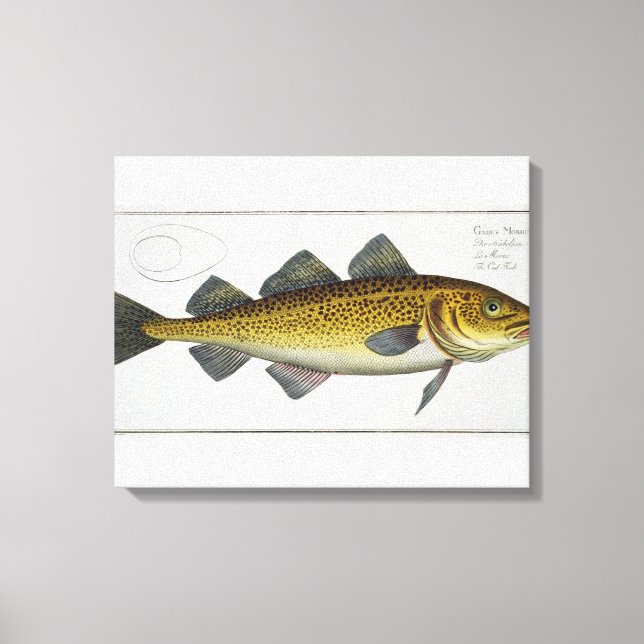Toile Morue (Gadus Morhua) plaque LXIV de 'Ichthyologie, (Recto)
