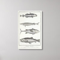 Morue, thon, Saumon et esturgeon