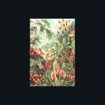 Toile Mosses, Muscinae Laubmoose par Ernst Haeckel<br><div class="desc">Mosses,  Muscinae Laubmoose par Ernst Haeckel Canvas Imprimer</div>