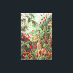 Toile Mosses, Muscinae Laubmoose par Ernst Haeckel<br><div class="desc">Mosses,  Muscinae Laubmoose par Ernst Haeckel Canvas Imprimer</div>