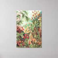 Mosses, Muscinae Laubmoose par Ernst Haeckel