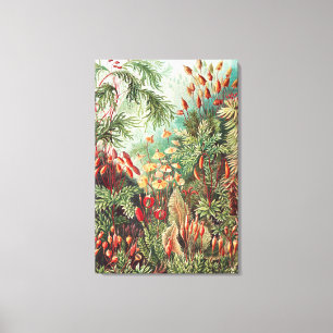 Toile Mosses, Muscinae Laubmoose par Ernst Haeckel