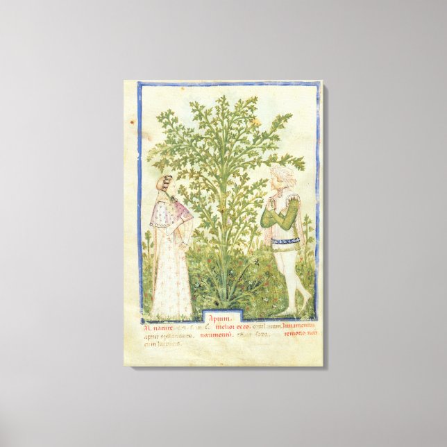 Toile Mot de passe Acq Lat Celery, de 'Tacuinum Sanitati (Recto)
