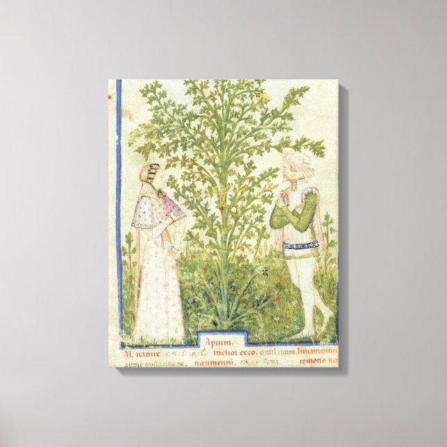 Toile Mot de passe Acq Lat Celery, de 'Tacuinum Sanitati (Recto)