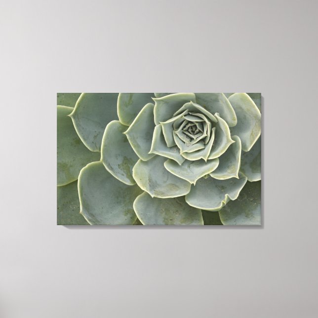 Toile Motif de cactus (Recto)