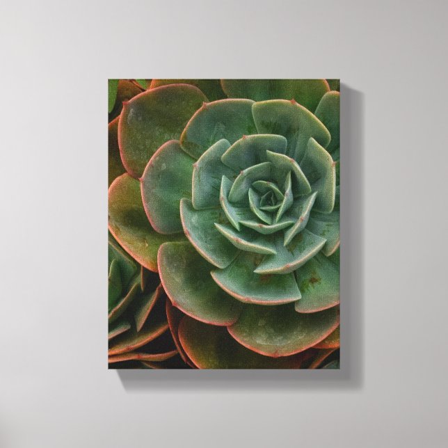 Toile Motif de fleurs vertes Succulent Photographie Plan (Recto)