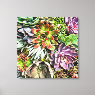 Toile Motif succulent coloré moderne chic de photo