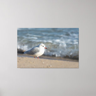 Toile Mouette