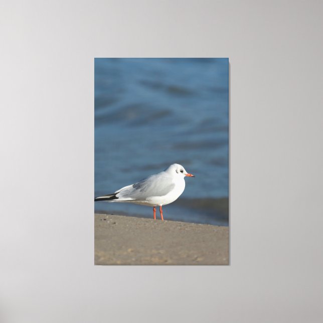 Toile Mouette (Recto)