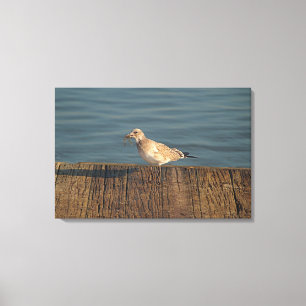 Toile Mouette avec un cataclysme de libellule   Photo tr