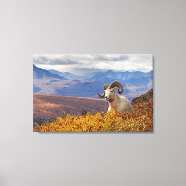 Toile mouflon de Dall, Ovis dalli, bélier (Recto)