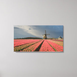 Toile Moulin à vent avec les tulipes roses au printemps
