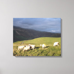 TOILE MOUNTAIN SHEEP