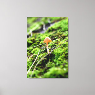 Toile Mousses et lichens avec de minuscules champignons