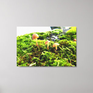 Toile Mousses et lichens avec de minuscules champignons