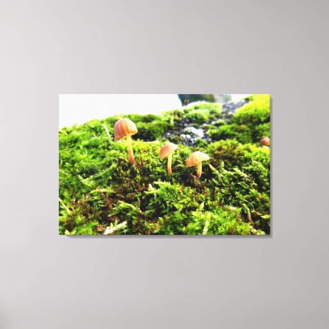 Toile Mousses et lichens avec de minuscules champignons (Recto)