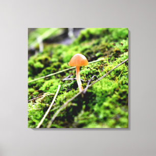 Toile Mousses et lichens avec de minuscules champignons