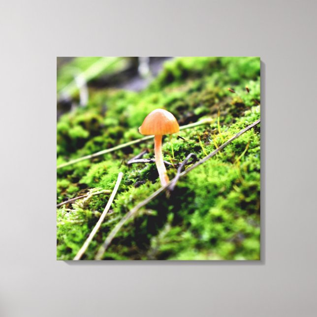 Toile Mousses et lichens avec de minuscules champignons (Recto)