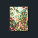 Toile Mousses, Muscinae Laubmoose par Ernst Haeckel<br><div class="desc">Mousses,  Muscinae Laubmoose par Ernst Haeckel Impression sur toile</div>