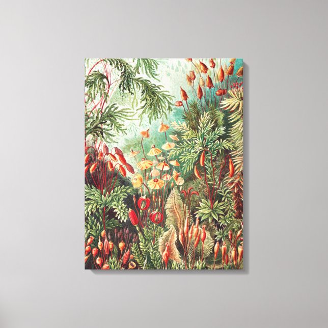 Toile Mousses, Muscinae Laubmoose par Ernst Haeckel (Recto)
