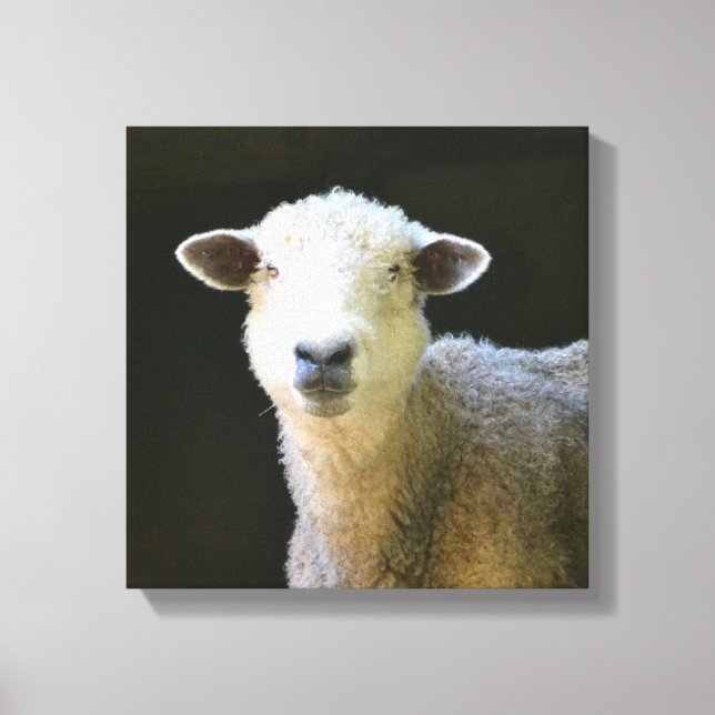 Toile Mouton doux (Recto)