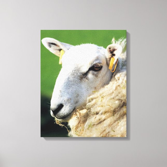 TOILE MOUTON MIGNON (Recto)